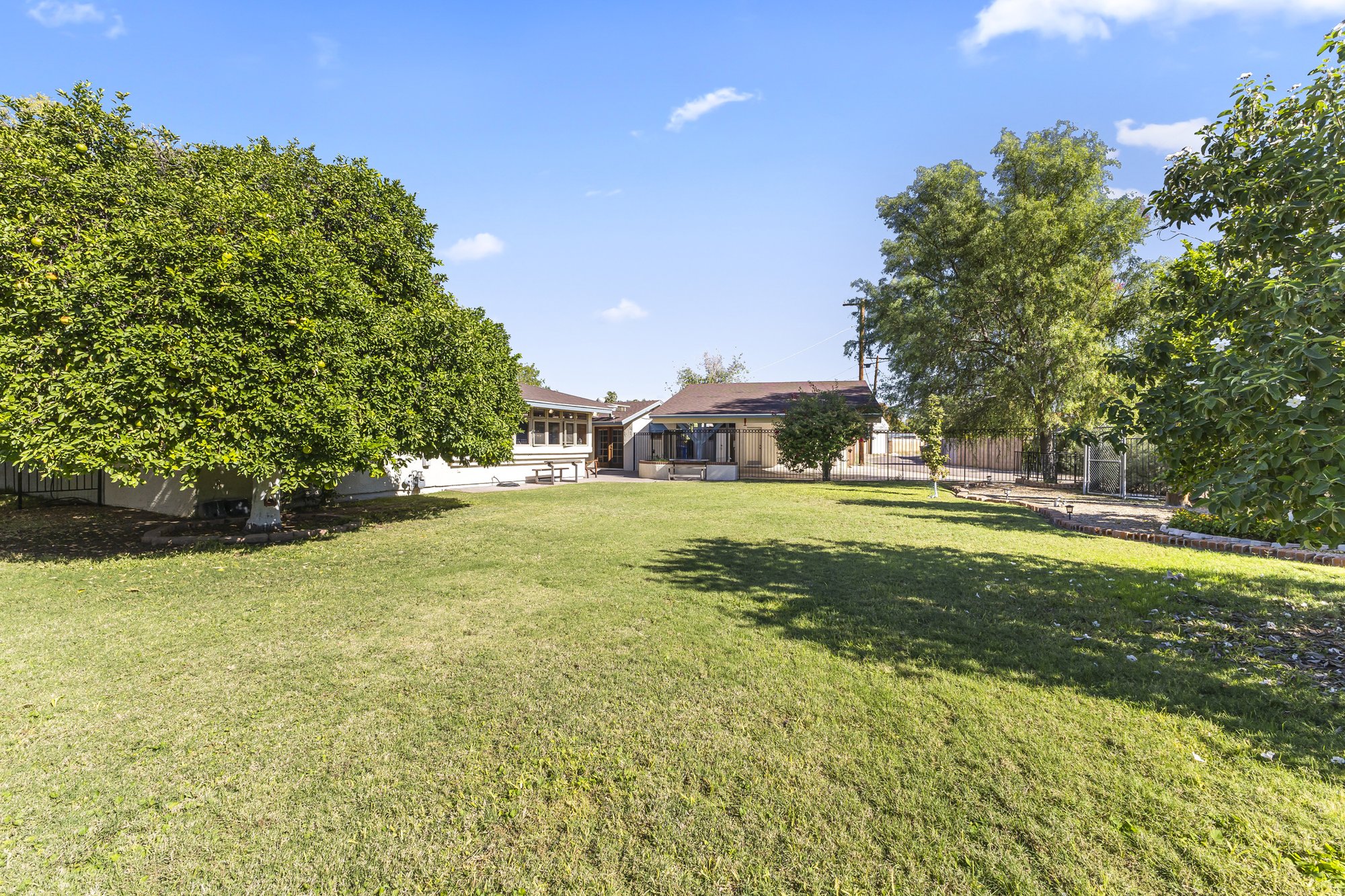 Mature citrus and shade trees in the yard